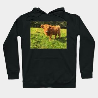 Scottish Highland Cattle Calf 2085 Hoodie